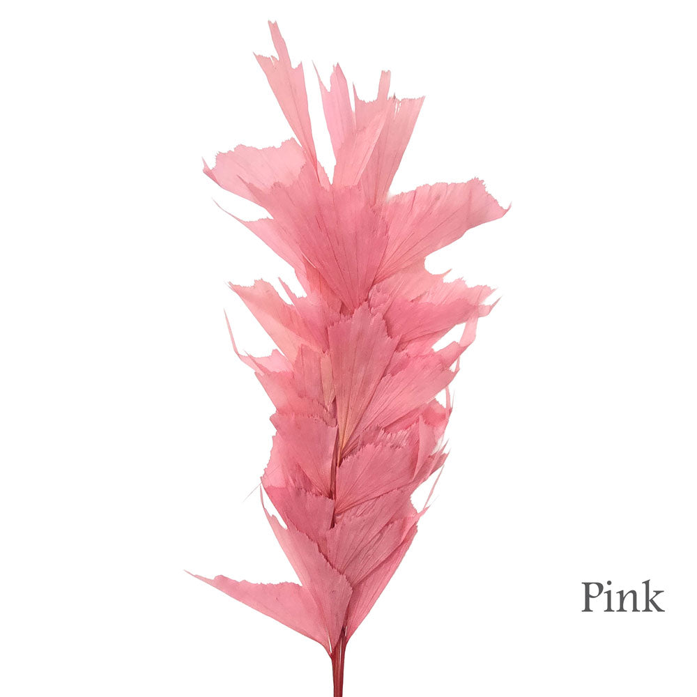 Preserved Fish Bone Palm #PFO55