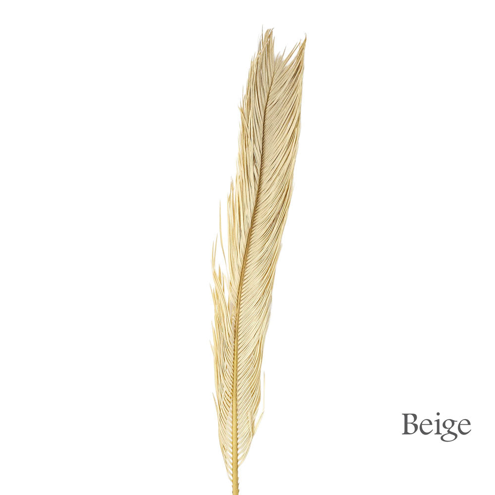 Preserved Cycas Leaves #PFO58