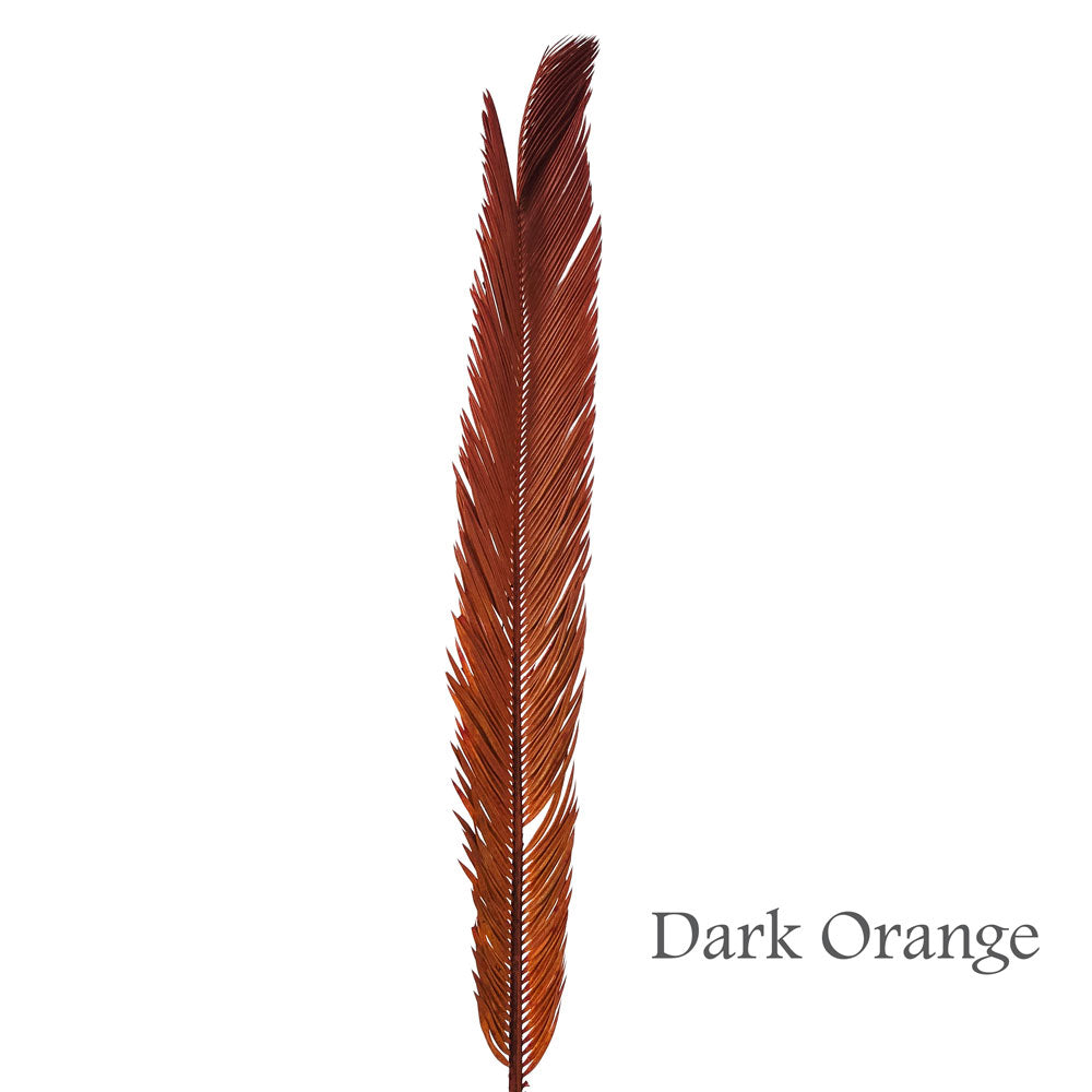 Preserved Cycas Leaves #PFO58