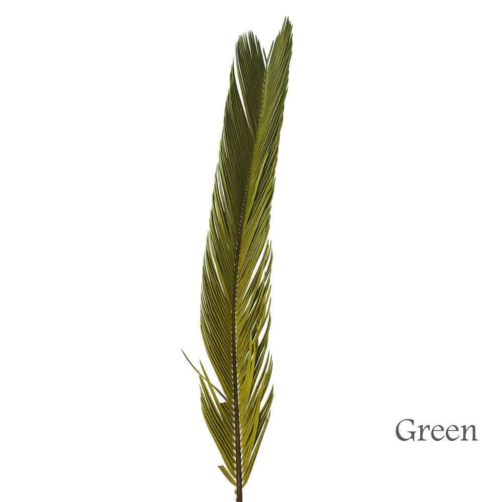 Preserved Cycas Leaves #PFO58