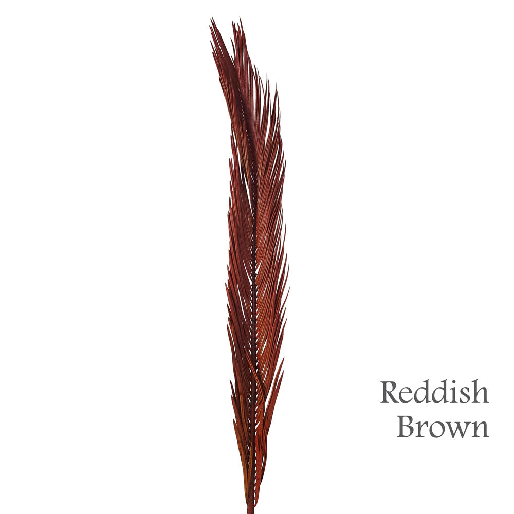 Preserved Cycas Leaves #PFO58