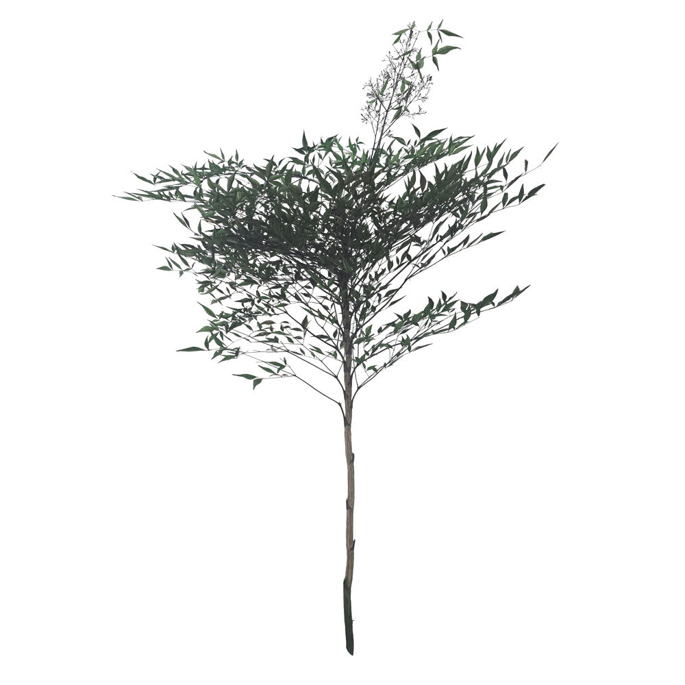 Preserved Nandina Domestica Tree #PFO61