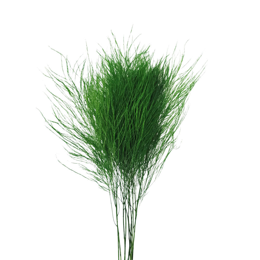 Preserved Asparagus Fern #PFO64
