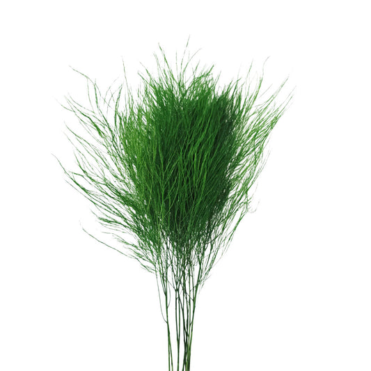 Preserved Asparagus Fern #PFO64