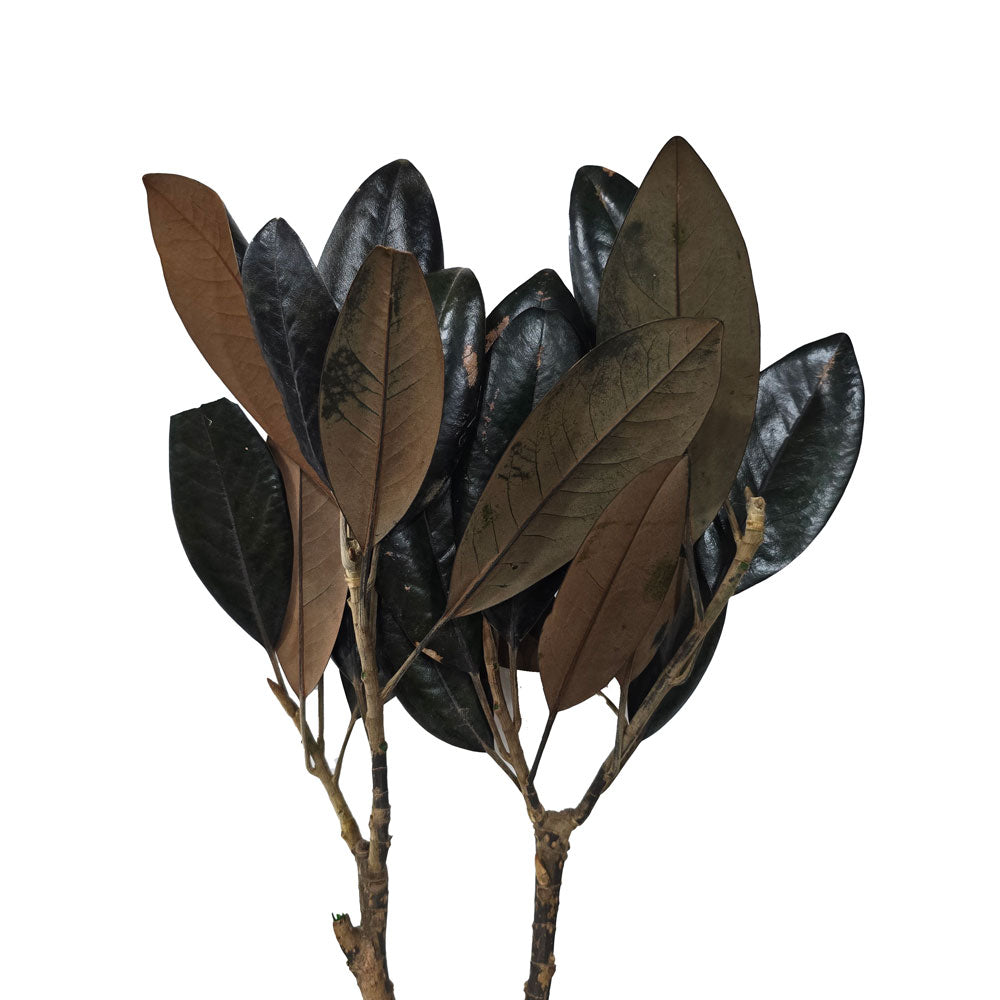 Preserved Magnolia Leaves #PF05