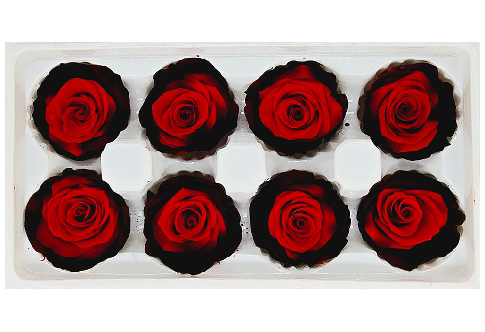 8 Preserved Roses In A Box- Black & Red