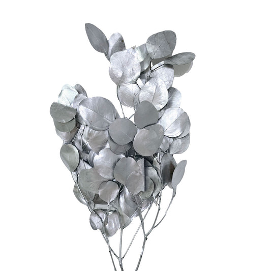 Silver Preserved Eucalyptus leaves #S9