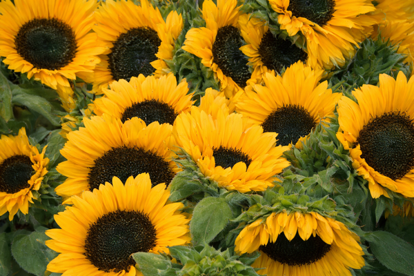 Preserved Flowers